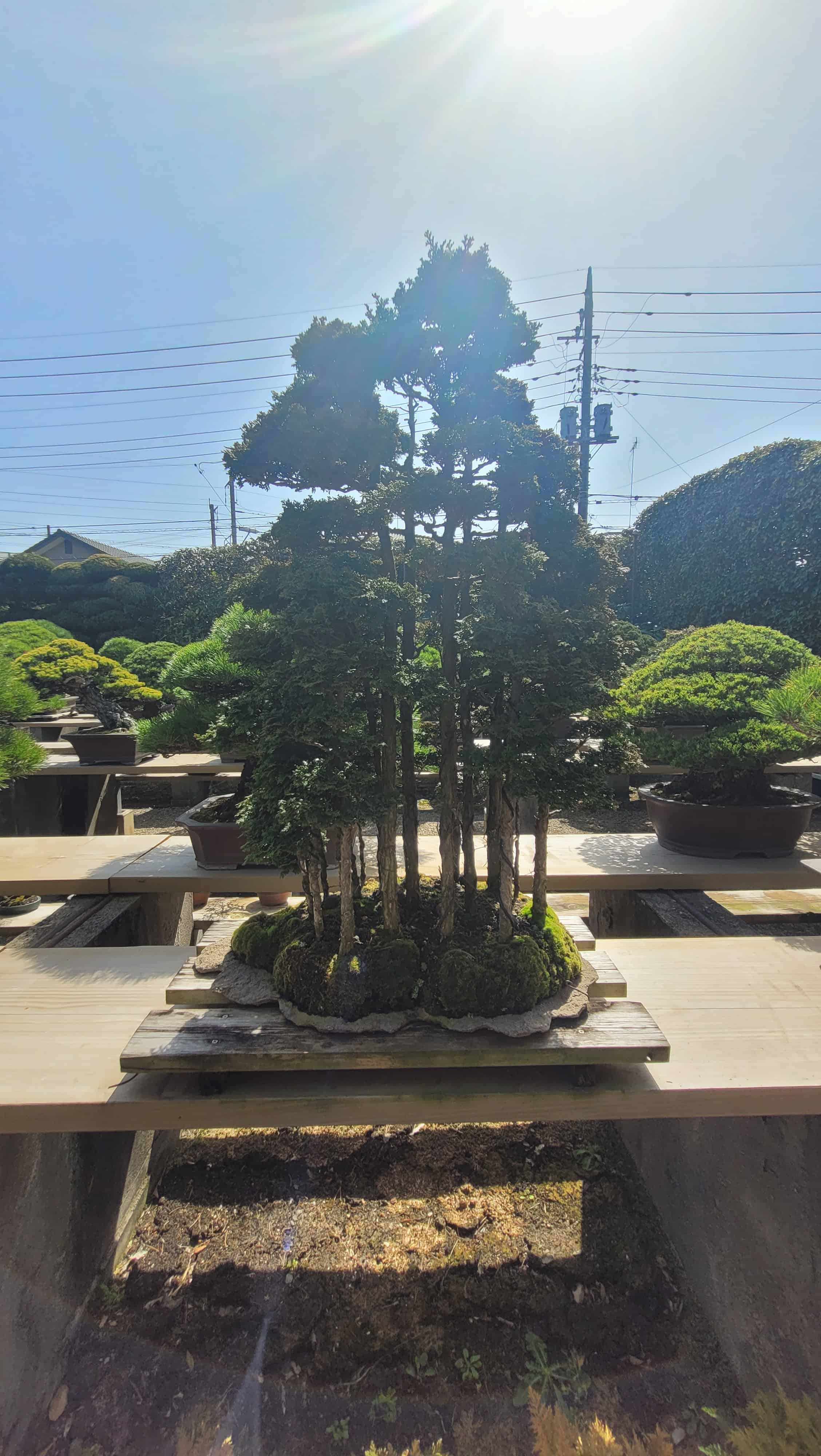 A cypress bonsai tree from kimura in Japan